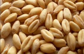 Soft Milling Wheat